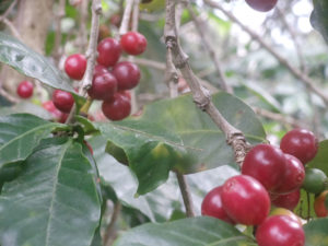 Guatemala Coffee Tour