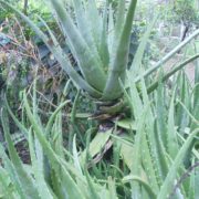 Lake Atitlan Guatemala Herbal Medicine