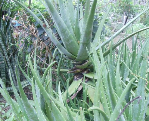 Lake Atitlan Guatemala Herbal Medicine