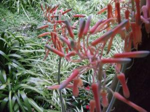 Guatemala Herbal Medicines