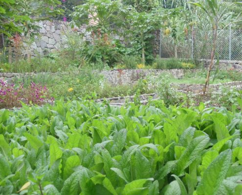 Guatemala Herbal Medicines Use Aloe Species