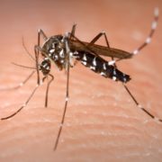 Guatemala Zika Virus Updates For 2018