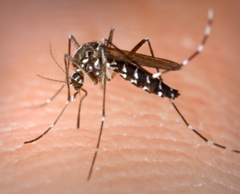 Guatemala Zika Virus Updates For 2018