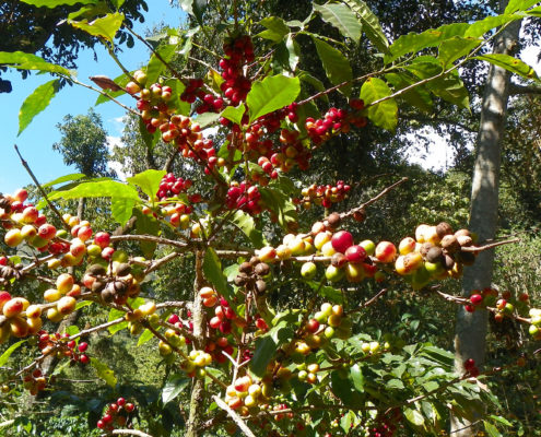 Guatemala Coffee Maker Cleaning