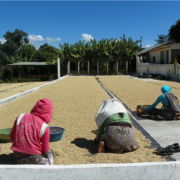 Lake Atitlan Coffee Tours