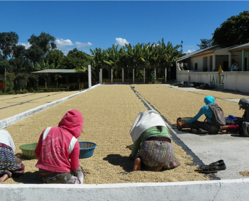 Lake Atitlan Coffee Tours