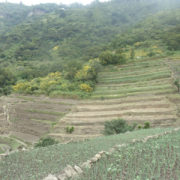 Guatemala Herbal Medicine Mayan Traditions