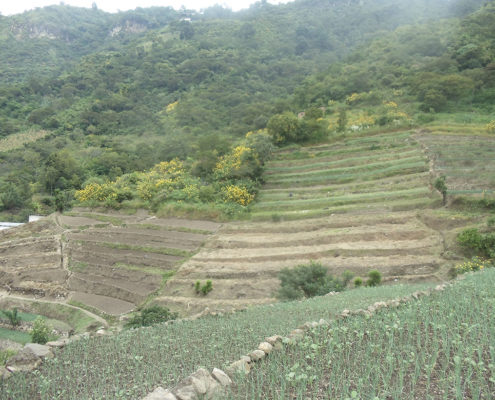 Guatemala Herbal Medicine Mayan Traditions