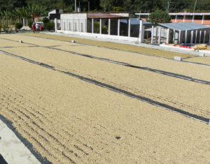 Guatemala Coffee Drying