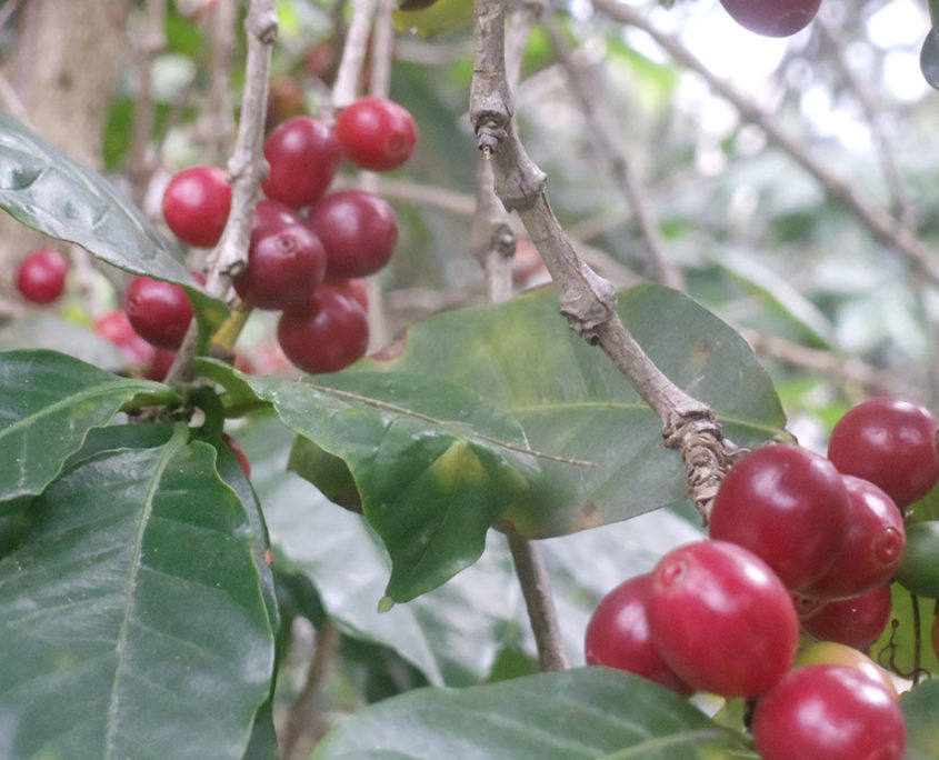 Guatemala Coffee Harvest