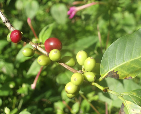 Guatemala Coffee