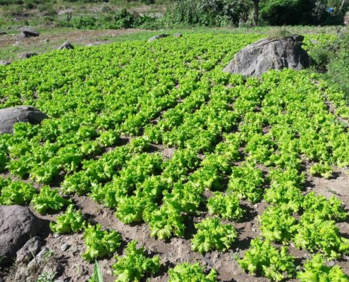 Guatemala Fresh Fruits & Vegetables