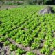 Guatemala Fresh Fruits & Vegetables