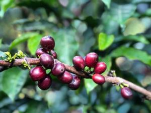 About Guatemala Handmade Coffee