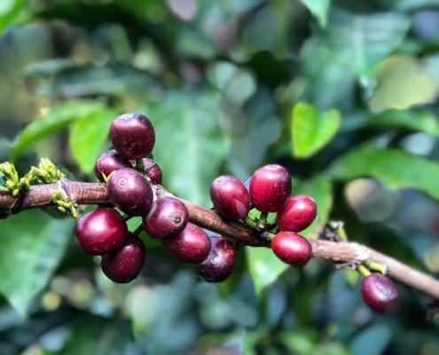 About Guatemala Handmade Coffee