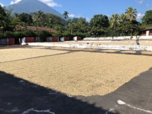 About Guatemala Handmade Coffee