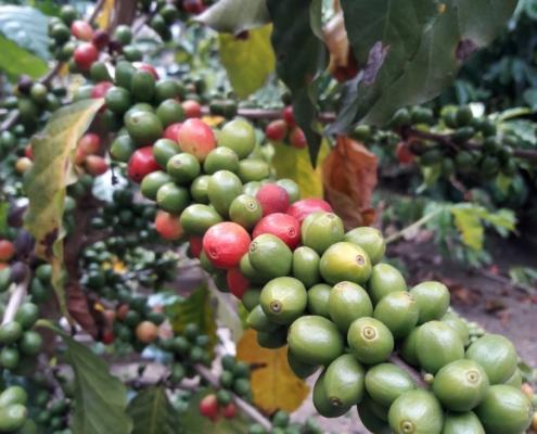 Lake Atitlan Coffee Producers