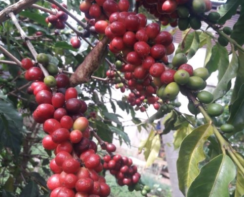 Guatemala Healthy Coffee