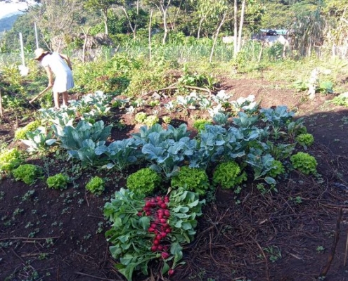 Mesoamerican Permaculture Institute IMAP