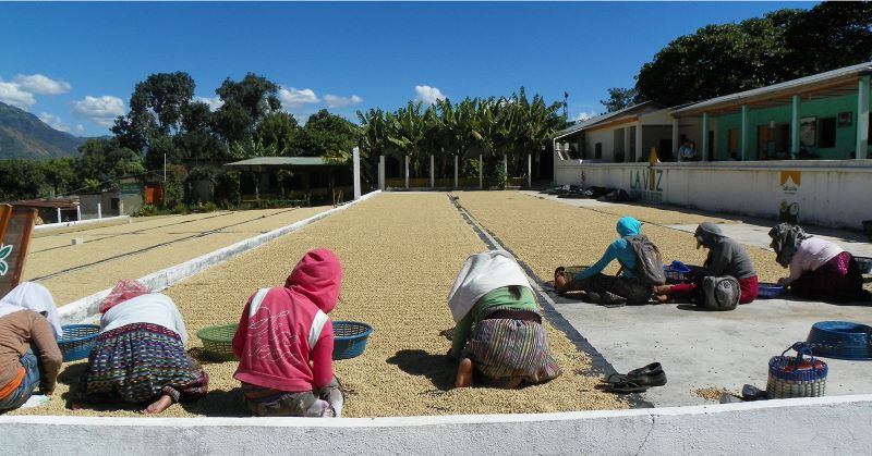 Atitlán Single-Origin Micro-Lot Green Coffee Beans