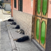 Guatemala’s Street Dogs