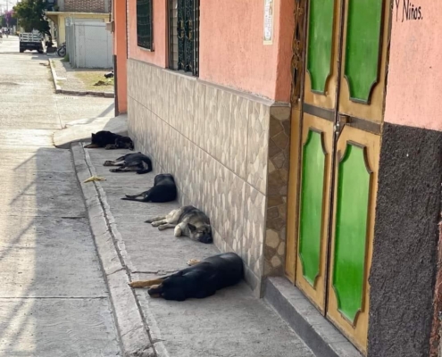 Guatemala’s Street Dogs